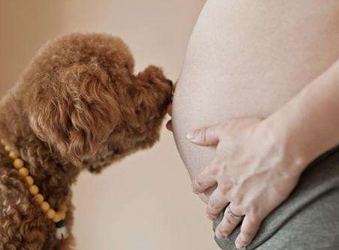 女主人怀孕5个月，狗狗总蹭主人肚皮，医院产检后家人不淡定了！ - 1