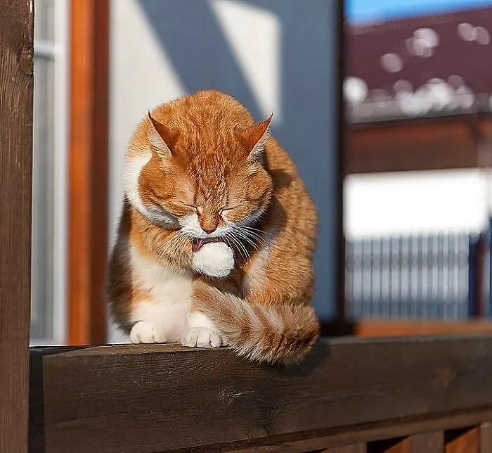 即使你阅猫无数，见到这只橘猫也会心动，真的太美了 - 15