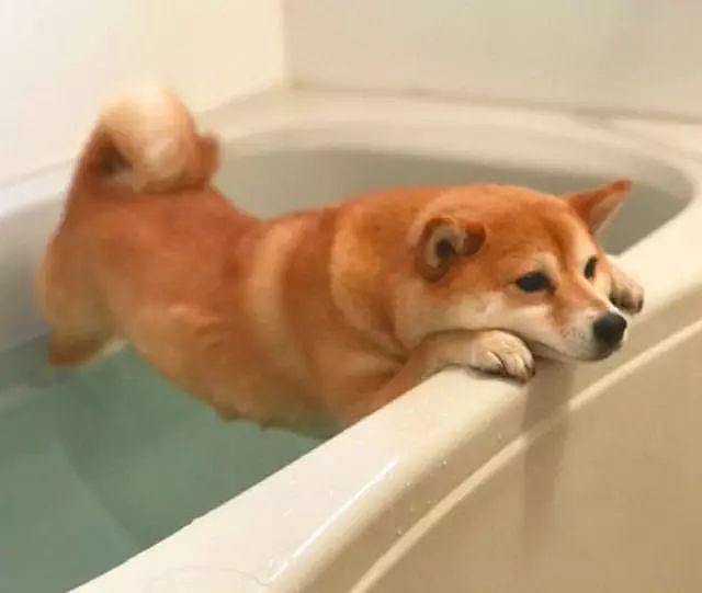 主人骗柴犬去洗澡，柴犬却不上当，强行抱去浴缸后让人笑喷了！ - 4