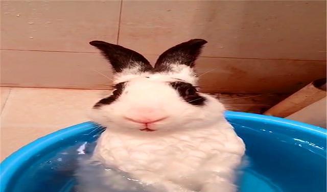 网友给兔子洗澡，非但没反抗还泡起了热水澡，感觉活成了人的模样 - 2