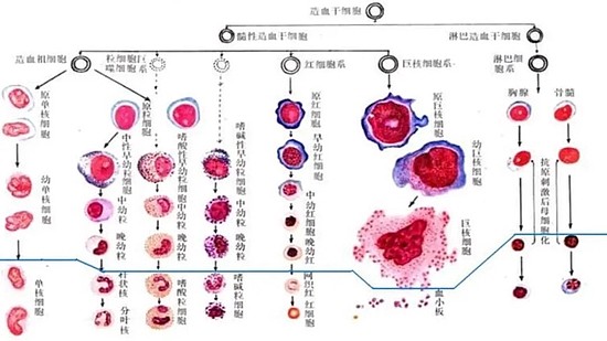 小伙被骗到柬埔寨当“血奴” 多次大量抽血对身体有何危害？ - 8