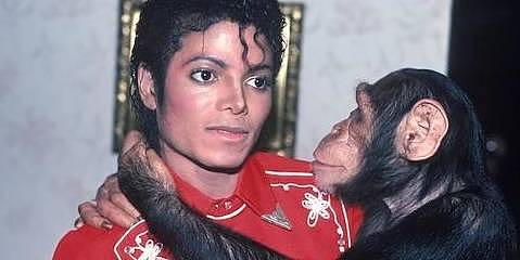 迈克尔·杰克逊的宠物猩猩泡泡健康状况良好，在动物中心安享晚年 - 3