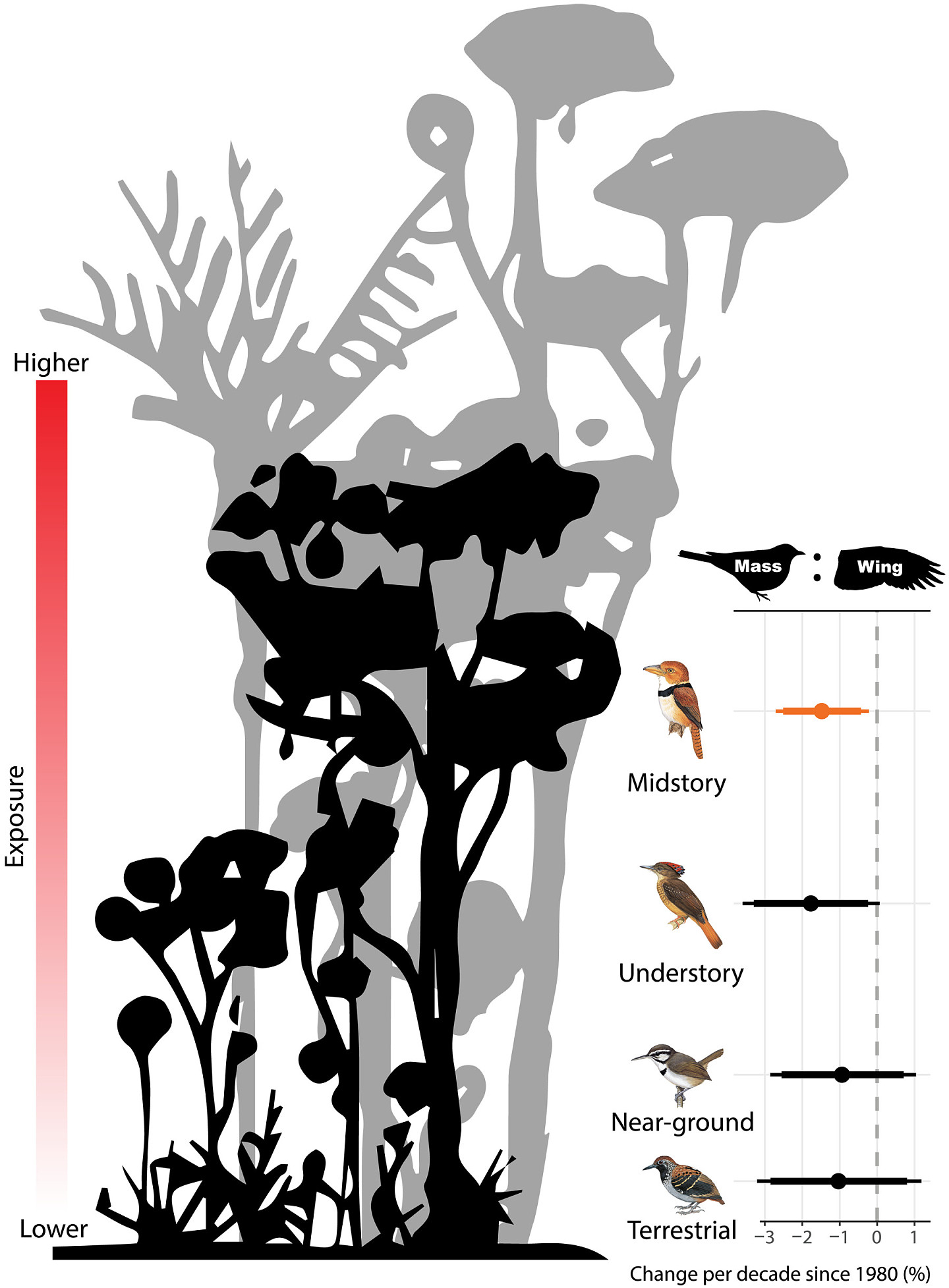 研究发现亚马逊雨林鸟类的身体因气候变化而变小 - 3