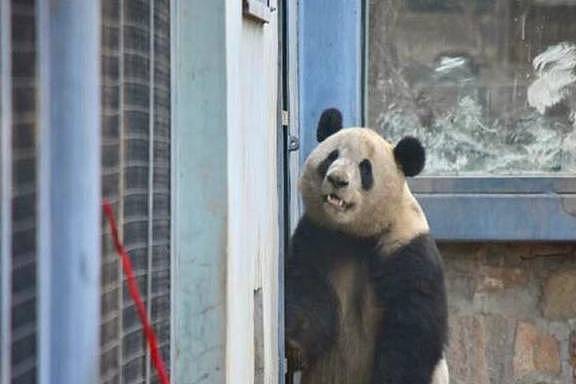 调皮熊猫称挖煤弄脏身体，想蹭会给饲养员被识破后，只能乖乖认错 - 6