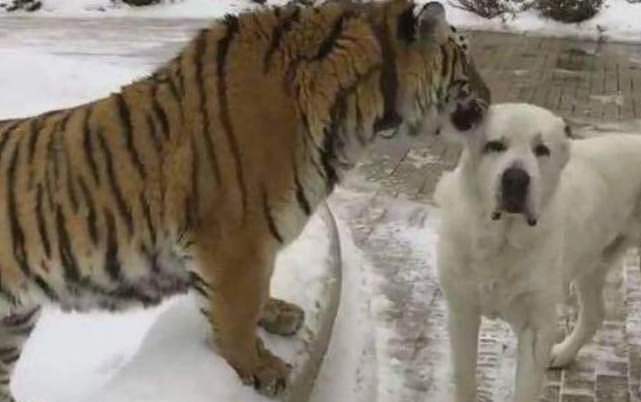 饲养员将小老虎和二哈放在一起，第2天饲养员就哭了：我的老虎呢 - 2