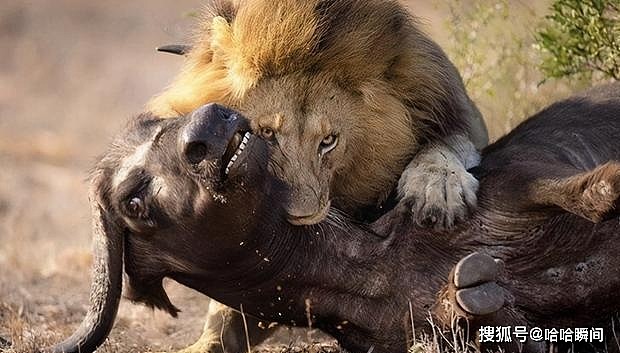 为什么鬣狗会活吃猎物，而狮子却要先杀死猎物再吃？ - 5