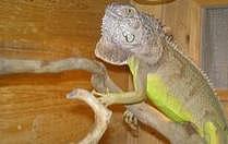 绿鬣蜥 ，世界上最酷的蜥蜴，到底该怎么养，专家告诉你！ - 4