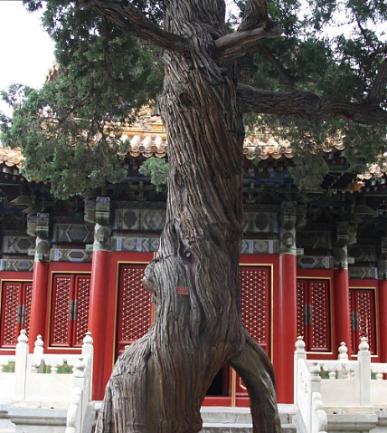揭秘北京故宫：为何古代皇家宫殿之中没有树木？ - 1