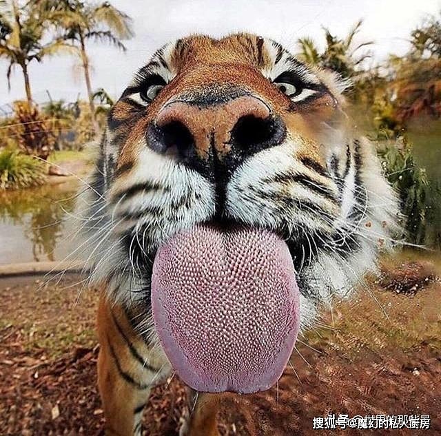除了爪子和牙齿外，老虎的舌头也是一把刮骨刀，被舔一下后果严重 - 4