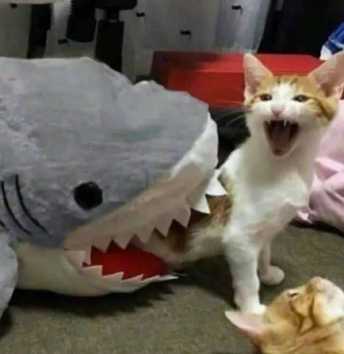 猫咪被鲨鱼咬伤，奶奶一出手，鲨鱼嘴都没了！ - 10