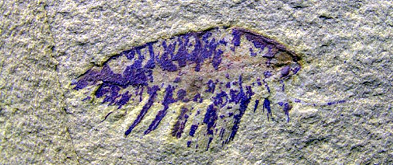 新发现的古生物托儿所提供了5.18亿年前生命的罕见信息 - 2
