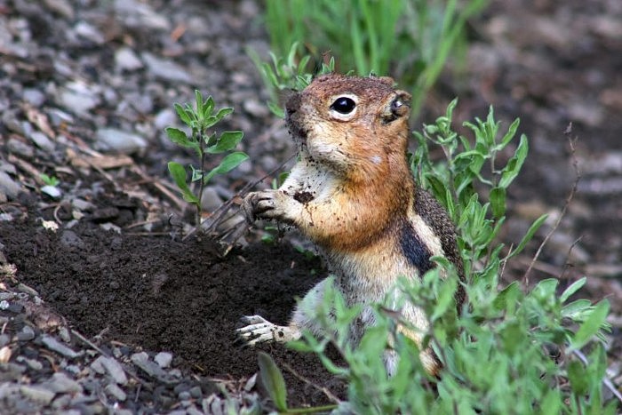 Golden-Mantled-Ground-Squirrel-777x518.jpg