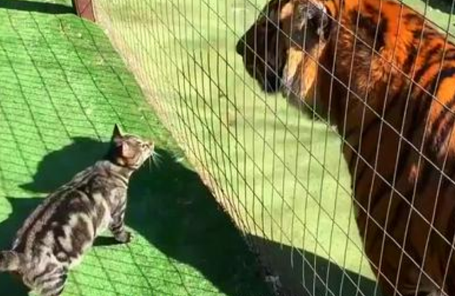 小老虎第一次见到橘猫以为是同类，扑上去又亲又咬，这也太可爱了吧 - 1