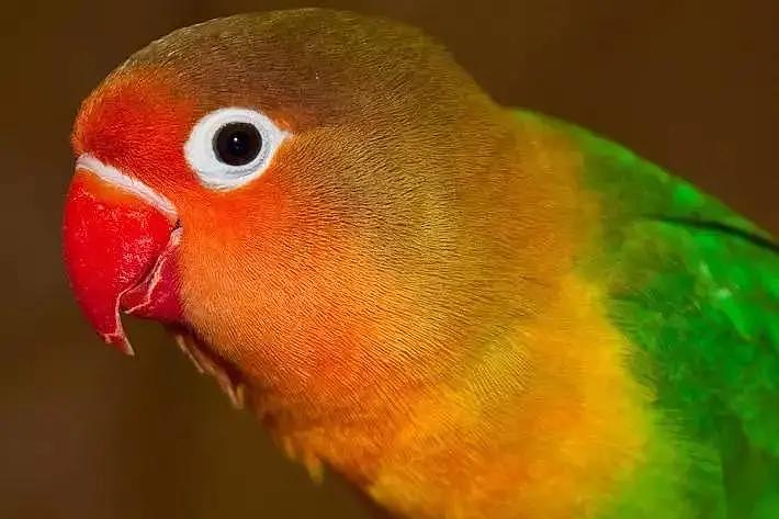 鸟友们的福音，2021年河南鹦鹉标识试点，更多品种的鹦鹉或可合法饲养 - 2