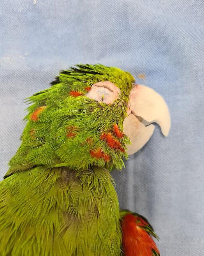 拯救鹦鹉！巴西一只鹦鹉的喙严重受损，装上人工喙后可以吃米糊 - 11