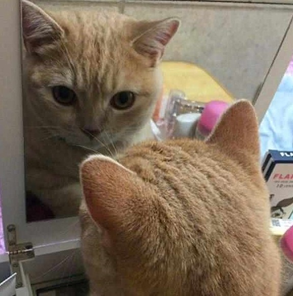 橘猫悄悄借用主人梳妆盒，欲化妆后去撩猫，不想被镜中自己迷倒！ - 5