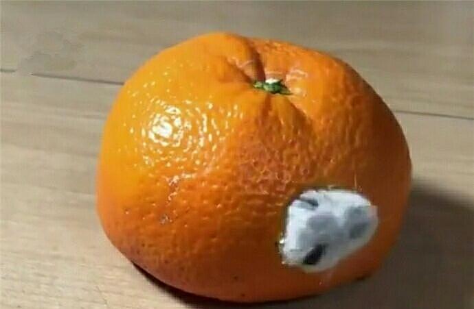 仓鼠躲在橘子里, 铲屎官以为橘子发霉差点扔掉 - 1