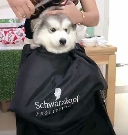 帮阿拉斯加理发做个造型，狗狗全程严肃脸：好好剪，别剪坏了！ - 1
