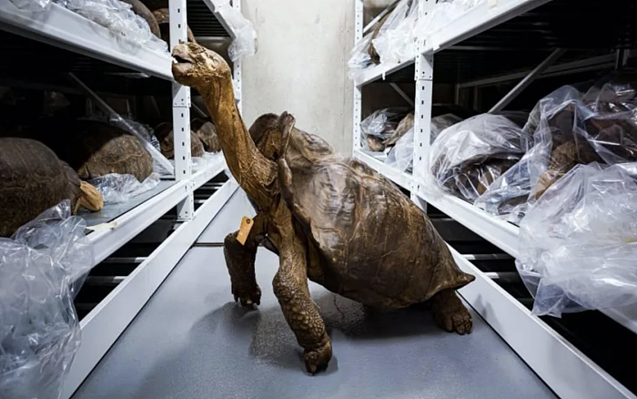 已灭绝巨龟“再度现身”，科学家正对其开展样本比对 - 2