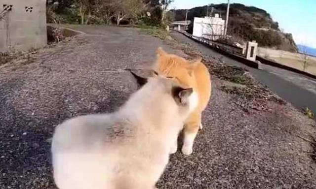 两只猫在海边吵得不可开交，虽然听不懂，但我认为橘猫说得对！ - 2