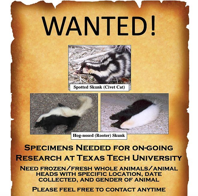 Spotted-Skunk-Wanted-Poster.jpg