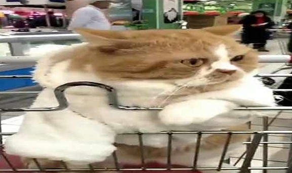 网友带橘猫逛超市，不一会儿就成为了焦点，猫：头要被摸禿的节奏 - 2