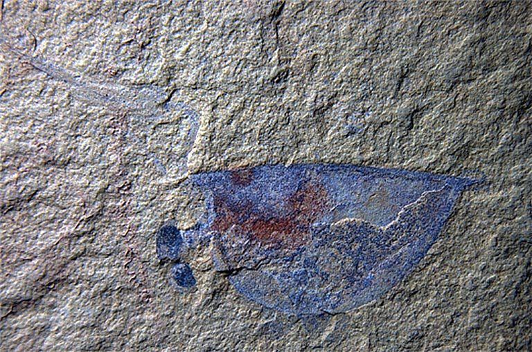 新发现的古生物托儿所提供了5.18亿年前生命的罕见信息 - 3