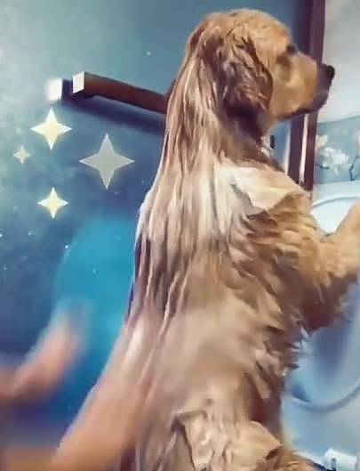 金毛要求洗澡有新待遇，主人决定这样操办，狗：哎呦，还不错哦！ - 1
