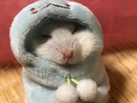 主人给仓鼠穿了件毛绒服，仓鼠舒服得睡着了，网友：萌到不能自已 - 5