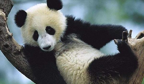 熊猫爬树逃跑，摔下来不会有事吗？网友：熊猫可能是故意摔的 - 1