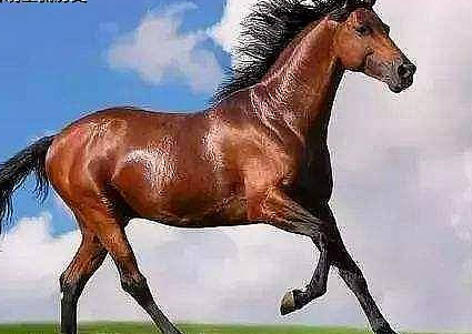 古代骑兵骑的战马很难养吗 战马为何会成为中原王朝的软肋 - 2
