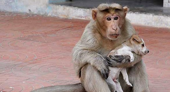 猴子偶然救了流浪狗，开启“养成模式”，网友：猴子都有狗了！ - 6