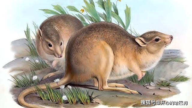 辟谣：澳洲兔子泛滥，引进爱吃兔子的猞猁就能解决？ - 9