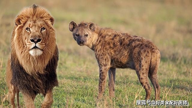 在非洲大陆上，究竟是狮子怕鬣狗，还是鬣狗怕狮子？ - 3