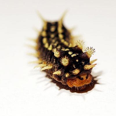 Venomous-Caterpillar.jpg