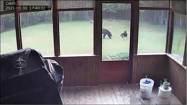 邻居来敲门：你家大德牧在院子里跟一头熊玩耍... - 1