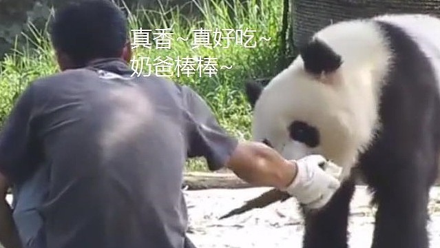 熊猫靠着奶爸吃竹子，却遭到嫌弃，熊猫：伦家是国宝，你还敢推我 - 1