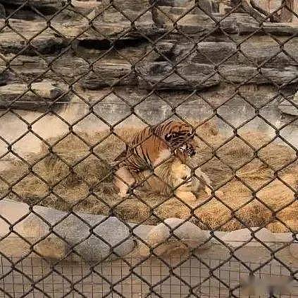 北京野生动物园中一头老虎欺负白色雄狮，被一只狗吠了几下，老虎就被吓走 - 7