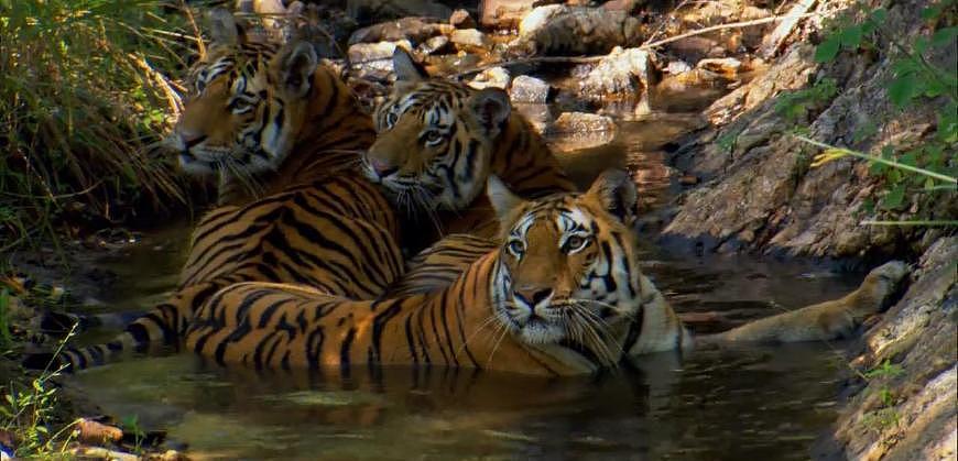 老虎中的“啃老族”：幼虎和妈妈一样大却不捕猎，边泡澡边等食物 - 3