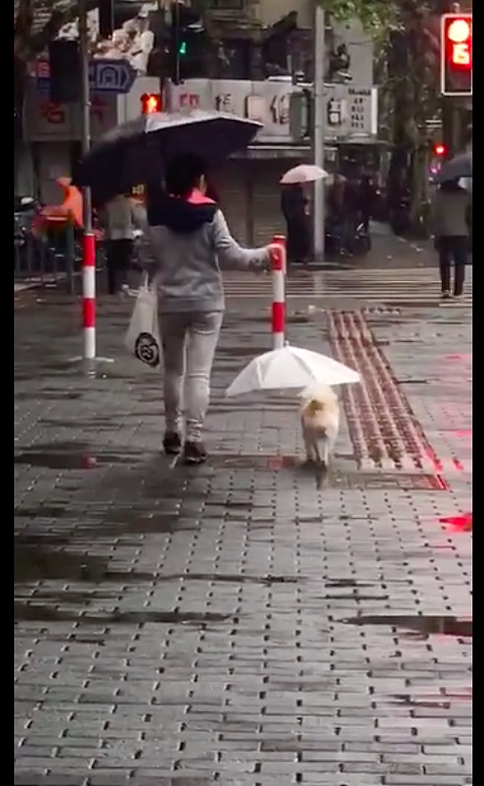 下雨了女子不仅自己撑伞，还为旁边的狗狗撑伞遮雨，这一幕好暖！ - 2