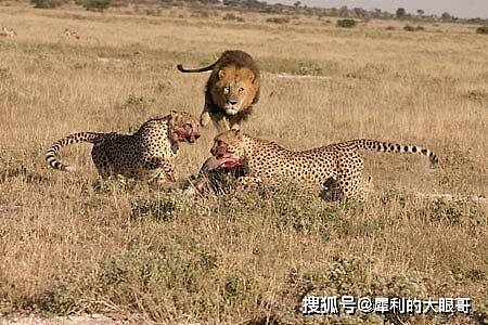 非洲草原上的短跑冠军，狩猎效率冠绝群兽，为何沦为狮子的猎犬？ - 8