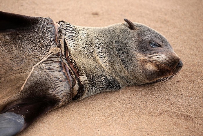 渔线和渔网已经对非洲毛皮海狮的生存造成重大危机 - 1