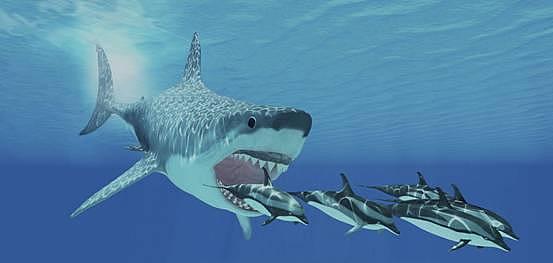 “巨齿鲨”还活着？夏威夷海域发现一条巨型鲨鱼，实在是太大了 - 4