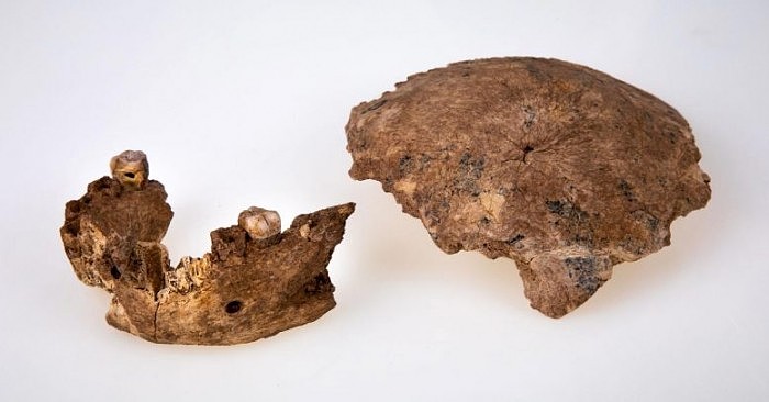 Fossil-Remains-of-Skull-and-Jaw-777x406.jpg