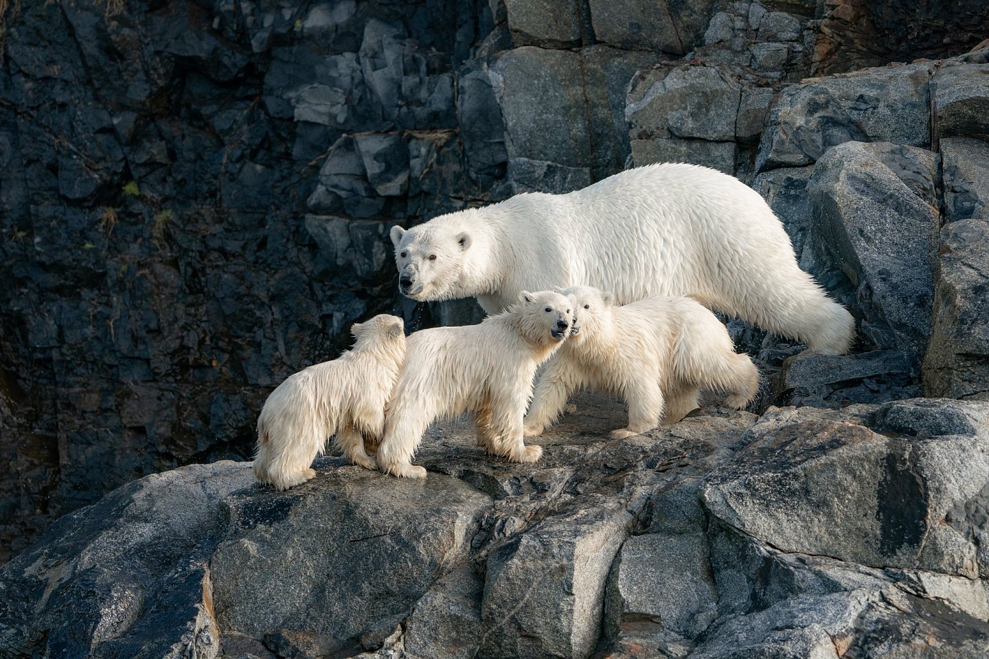 [组图]北极熊占领了废弃岛屿并搬进了空房子里 - 14