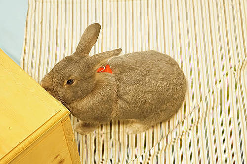 兔兔日记：迷你兔脚藓症状 - 1
