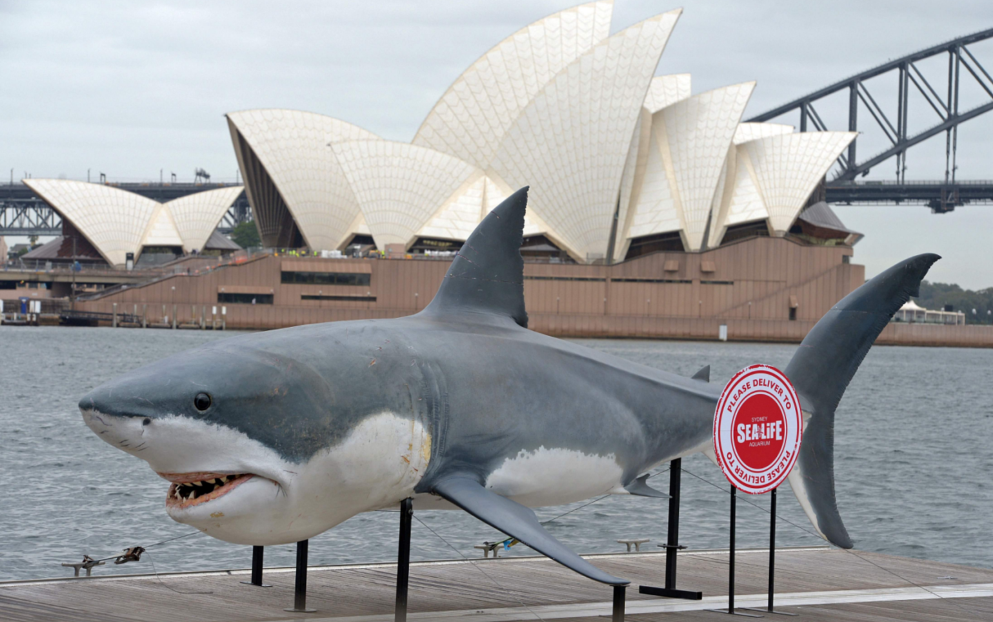 悉尼发生鲨鱼袭人致死事件：60年来首次、多个海滩已关闭