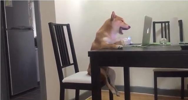 狗狗坐在椅子上吃着爆米花追剧，这日子过得也太滋润了吧 - 4