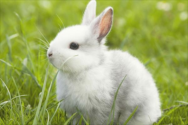 养兔经验分享：兔子吃什么兔粮 - 1
