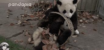 熊猫抢走饲养员扫把，还躲进枯叶里不出来，萌化网友们的心 - 7